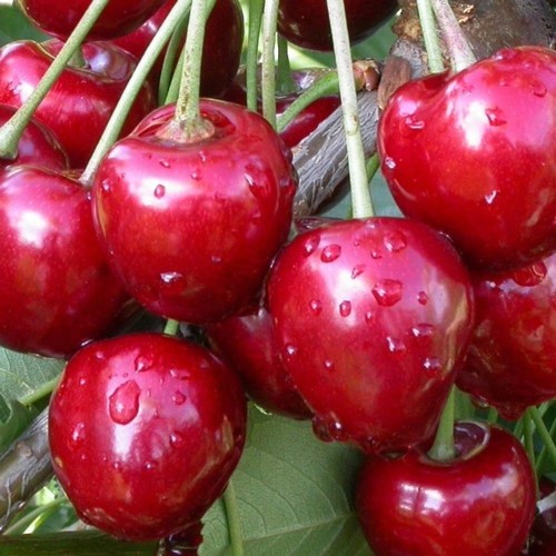 Prunus cerasus 'Pamjatj Jenikejeva' - Hapu kirsipuu 'Pamjatj Jenikejeva' C6/6L 
